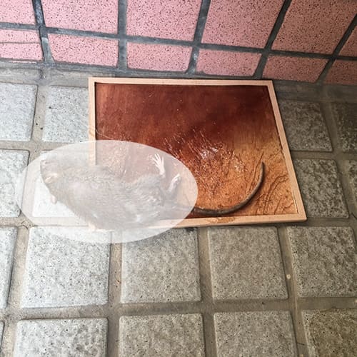 【環境消毒】老鼠-防治蟲害 (8)-oWhfh.jpg